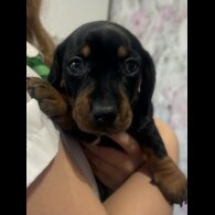 Dachshund (Standard &amp; Miniature) - Both