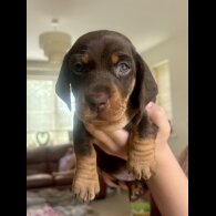 Dachshund (Standard &amp; Miniature) - Both