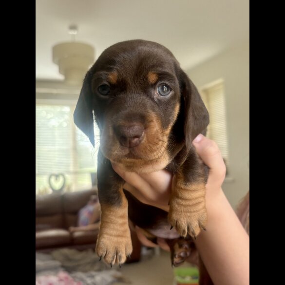 Dachshund (Standard &amp; Miniature) - Both