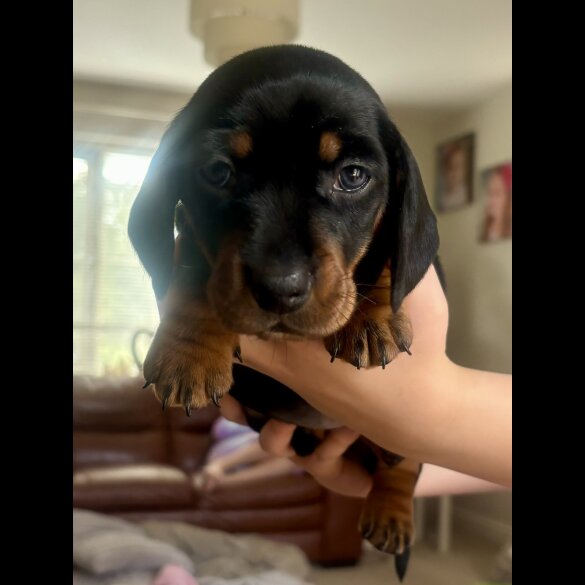 Dachshund (Standard &amp; Miniature) - Both