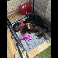 Dachshund (Standard &amp; Miniature) - Both