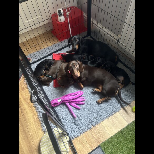 Dachshund (Standard &amp; Miniature) - Both