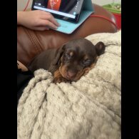 Dachshund (Standard &amp; Miniature) - Both