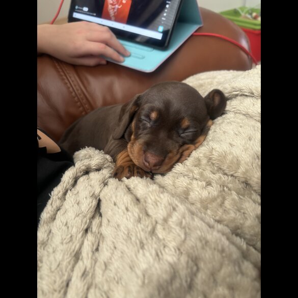 Dachshund (Standard &amp; Miniature) - Both