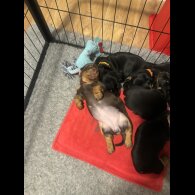 Dachshund (Standard &amp; Miniature) - Both