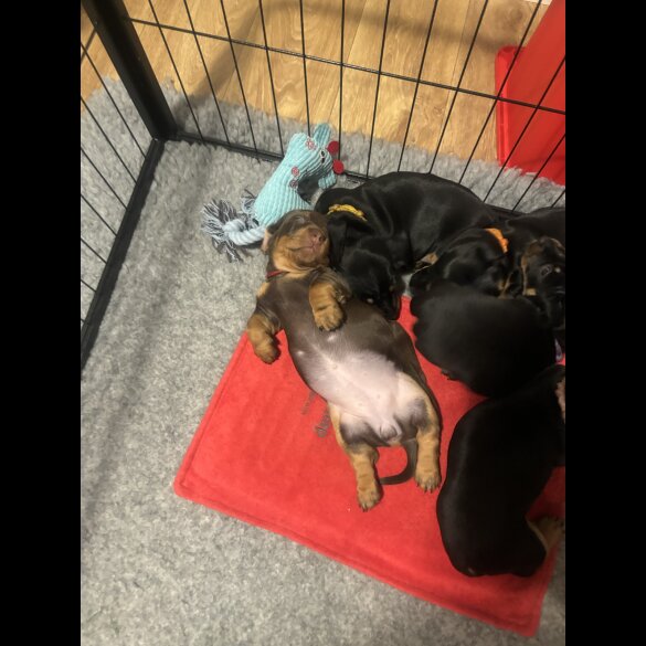 Dachshund (Standard &amp; Miniature) - Both