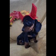Dachshund (Standard &amp; Miniature) - Both
