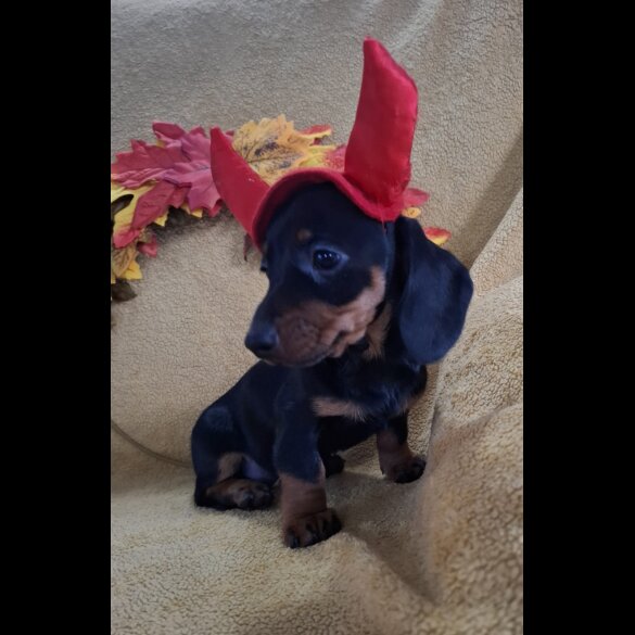 Dachshund (Standard &amp; Miniature) - Both