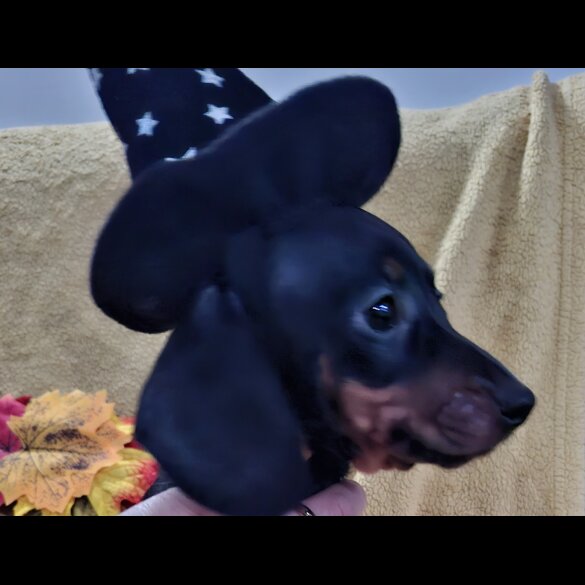 Dachshund (Standard &amp; Miniature) - Both