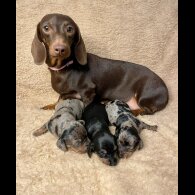 Dachshund (Standard &amp; Miniature) - Both