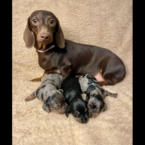 Dachshund (Standard &amp; Miniature) - Both