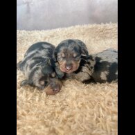 Dachshund (Standard &amp; Miniature) - Both