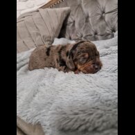 Dachshund (Standard &amp; Miniature) - Both