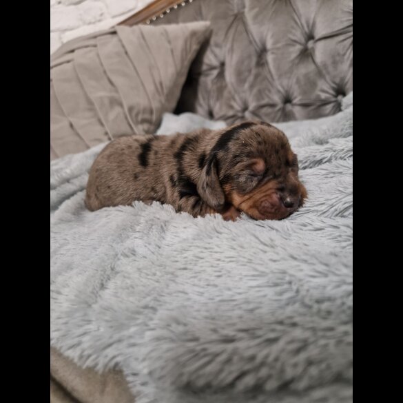 Dachshund (Standard &amp; Miniature) - Both