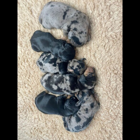 Dachshund (Standard &amp; Miniature) - Both