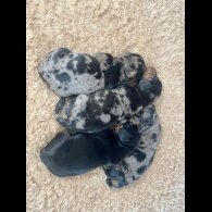 Dachshund (Standard &amp; Miniature) - Both