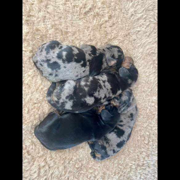 Dachshund (Standard &amp; Miniature) - Both