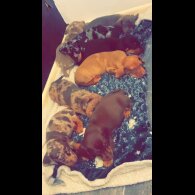 Dachshund (Standard &amp; Miniature) - Both