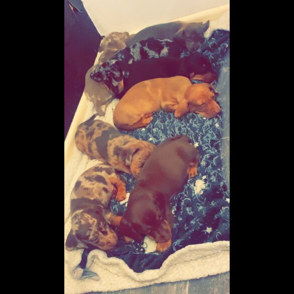 Dachshund (Standard &amp; Miniature) - Both
