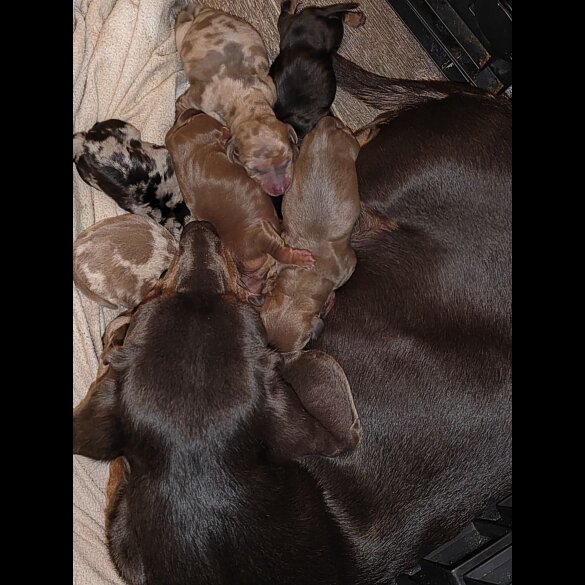 Dachshund (Standard &amp; Miniature) - Both