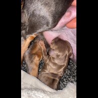 Dachshund (Standard &amp; Miniature) - Both