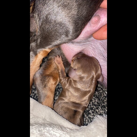 Dachshund (Standard &amp; Miniature) - Both