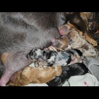 Dachshund (Standard &amp; Miniature) - Both