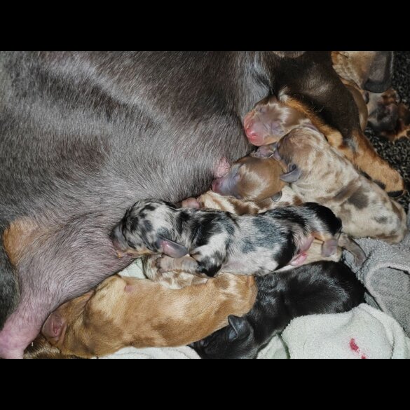 Dachshund (Standard &amp; Miniature) - Both
