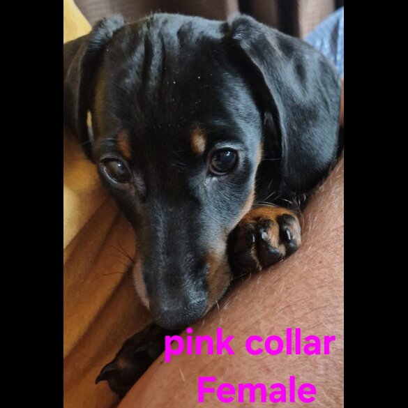 Dachshund (Standard &amp; Miniature) - Both