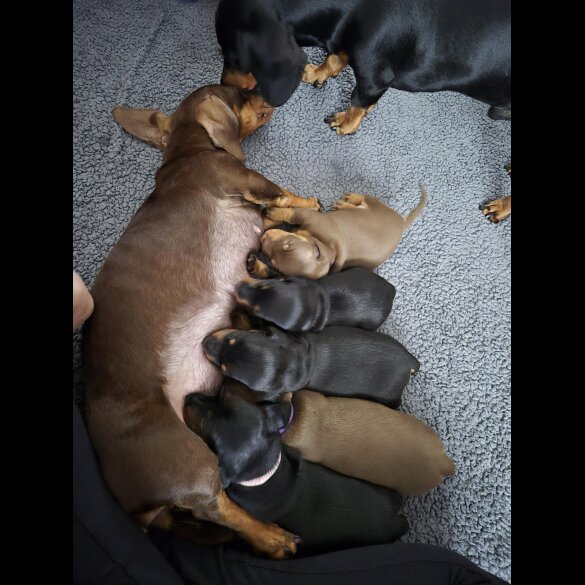Dachshund (Standard &amp; Miniature) - Both