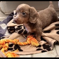 Dachshund (Standard &amp; Miniature) - Both