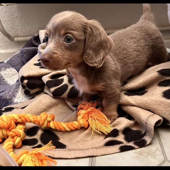 Dachshund (Standard &amp; Miniature) - Both
