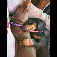 Dachshund (Standard &amp; Miniature) - Both