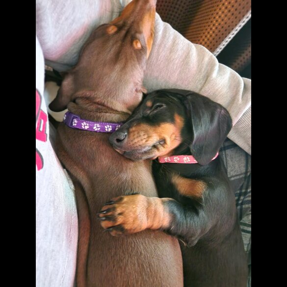 Dachshund (Standard &amp; Miniature) - Both