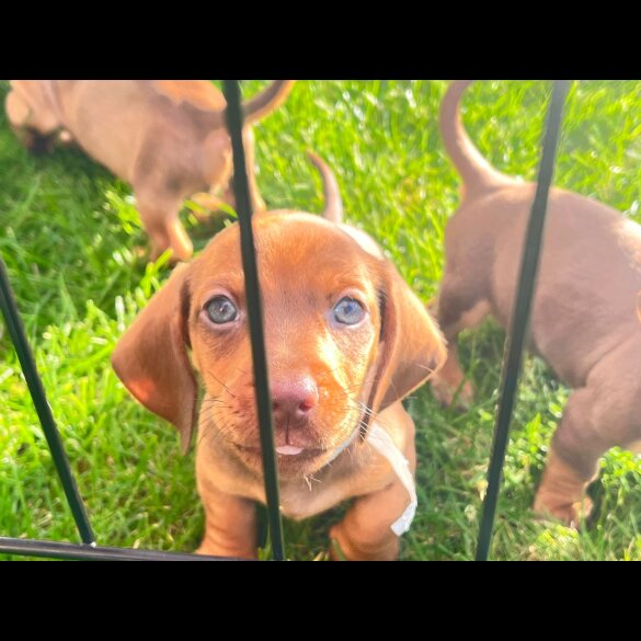Dachshund (Standard &amp; Miniature) - Both