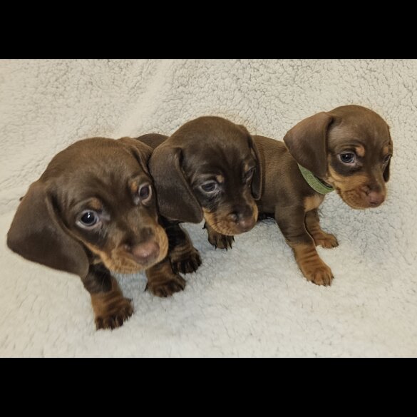 Dachshund (Standard &amp; Miniature) - Both