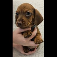 Dachshund (Standard &amp; Miniature) - Both
