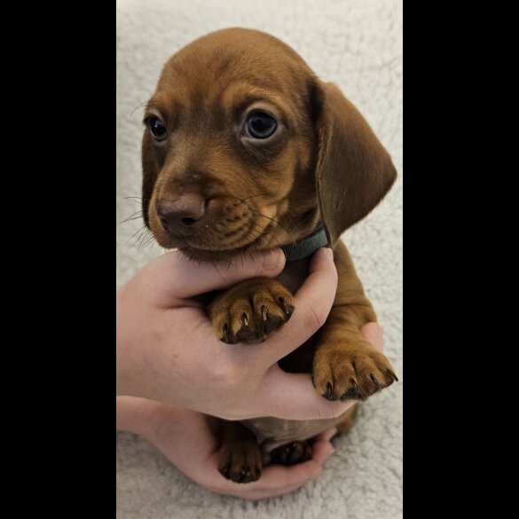 Dachshund (Standard &amp; Miniature) - Both