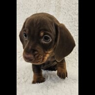Dachshund (Standard &amp; Miniature) - Both