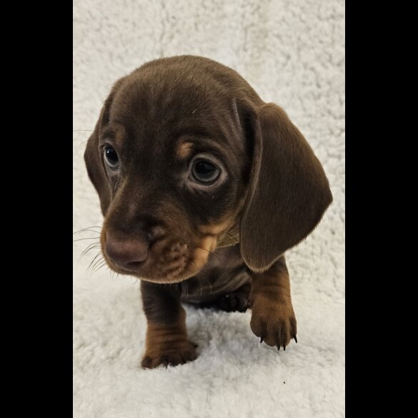 Dachshund (Standard &amp; Miniature) - Both