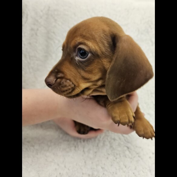 Dachshund (Standard &amp; Miniature) - Both