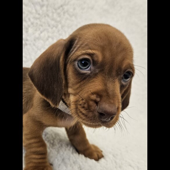 Dachshund (Standard &amp; Miniature) - Both