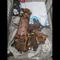 Dachshund (Standard &amp; Miniature) - Both