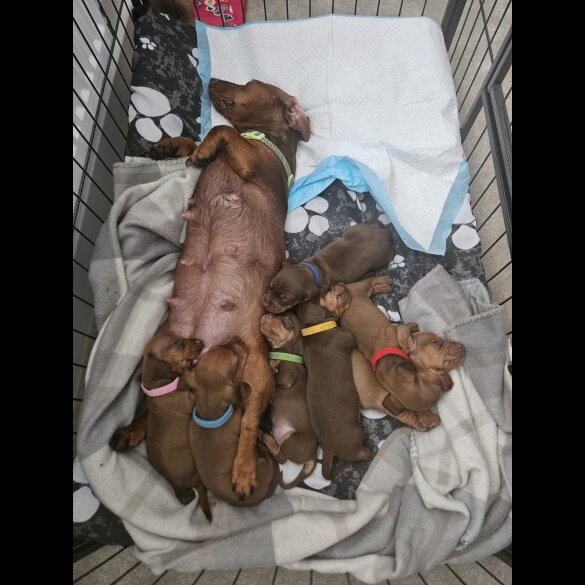 Dachshund (Standard &amp; Miniature) - Both