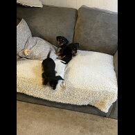 Dachshund (Standard &amp; Miniature) - Both