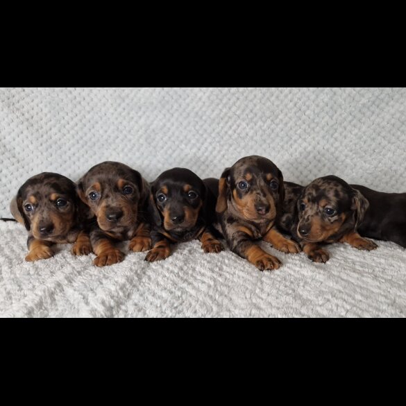 Dachshund (Standard &amp; Miniature) - Both