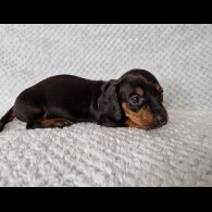 Dachshund (Standard &amp; Miniature) - Both