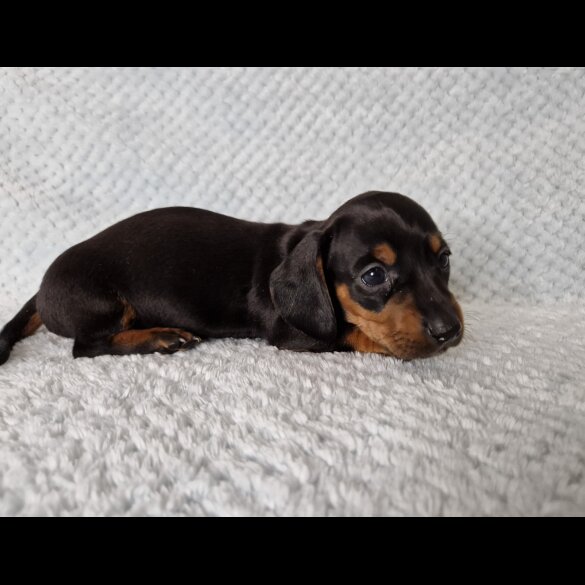 Dachshund (Standard &amp; Miniature) - Both