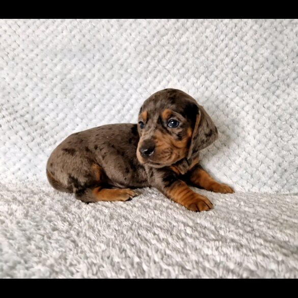 Dachshund (Standard &amp; Miniature) - Both