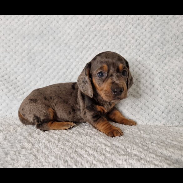Dachshund (Standard &amp; Miniature) - Both